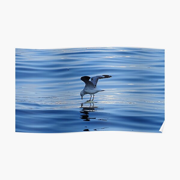 Seagull Poster