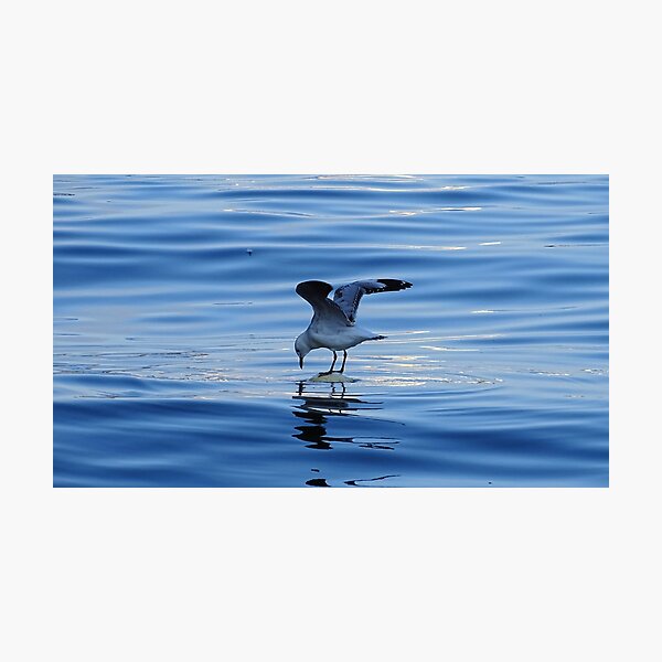 Seagull Photographic Print