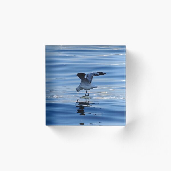 Seagull Acrylic Block