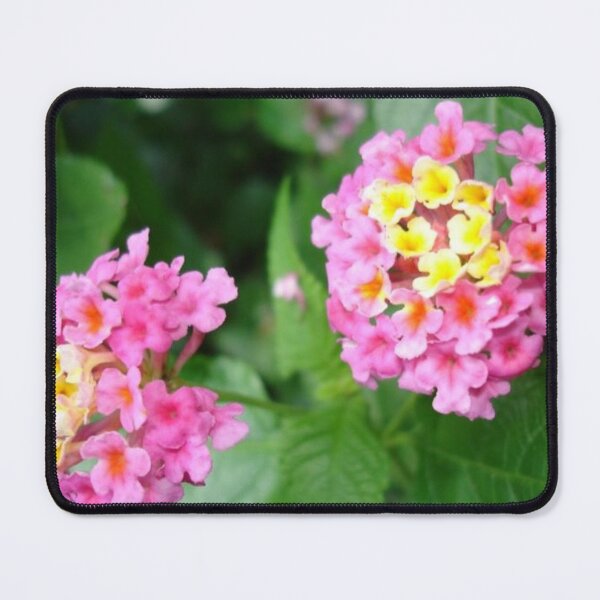 Artikelvorschau, Lantana Landmark Rose entworfen und verkauft von cascadecuts.