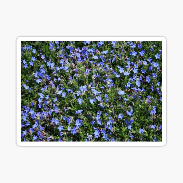 Lithodora Grace Ward Sticker
