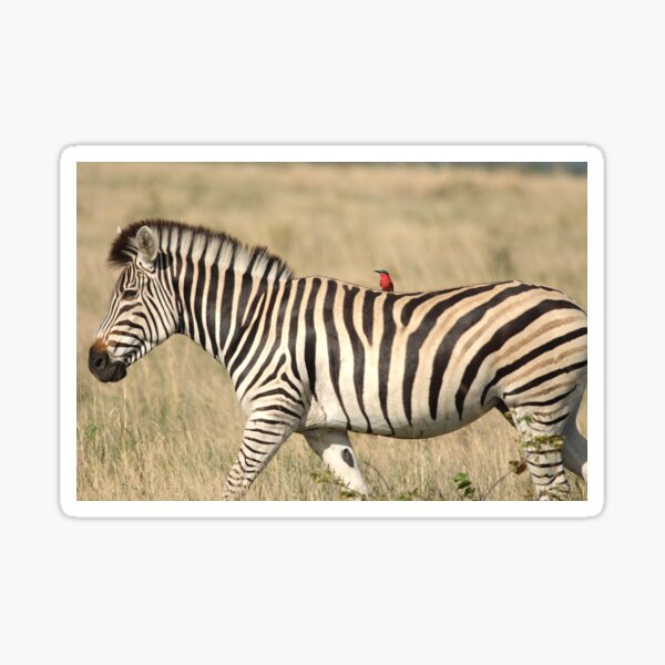 Zebra with bird jockey Sticker