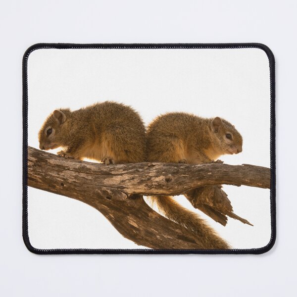 Item preview, Two Squirrels designed and sold by MyAfricanSafari.