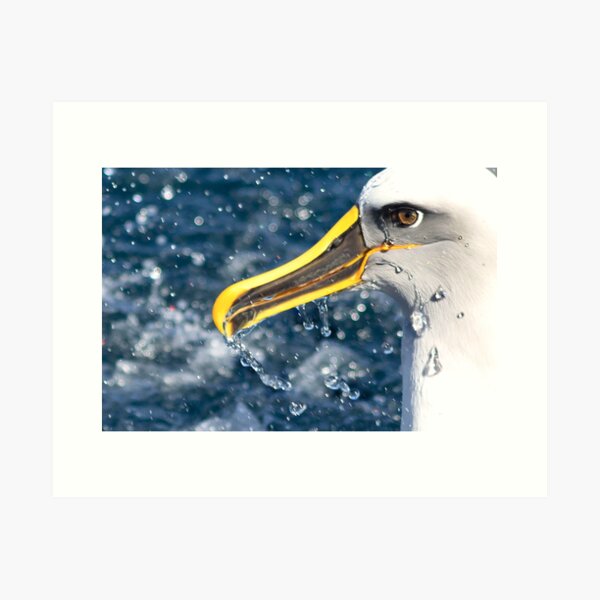 Albatross Art Print