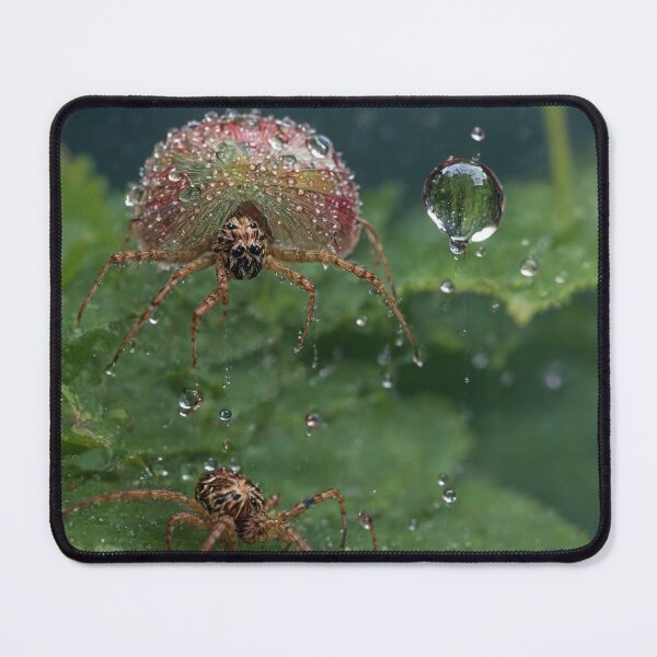 Item preview, Raindrop Adorned Spide designed and sold by Sadia  Jannat.