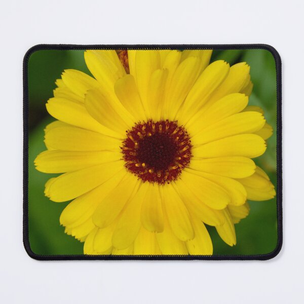 Item preview, Pot marigold bright yellow designed and sold by Jouko Lehto Photography.
