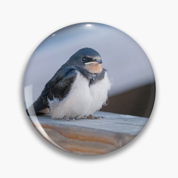 Item preview, Barn Swallow Fledgling designed and sold by ansaharju.