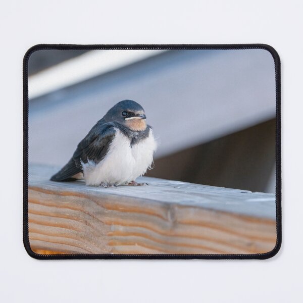 Item preview, Barn Swallow Fledgling designed and sold by ansaharju.
