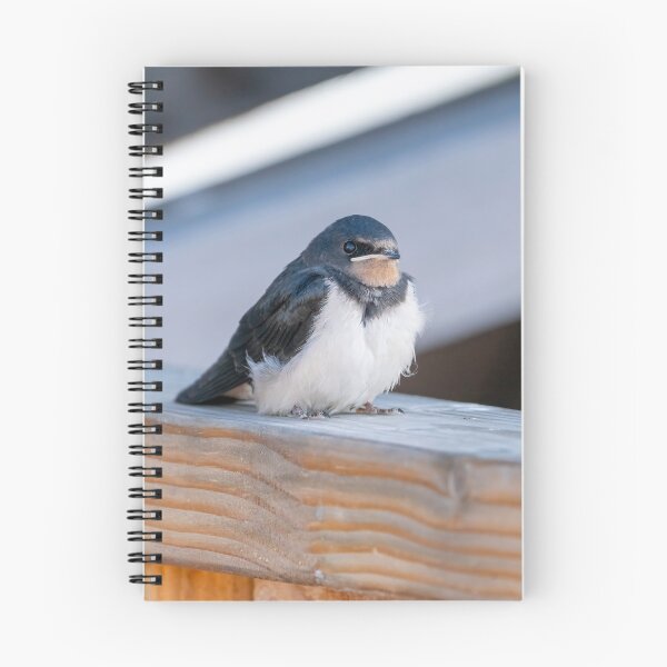 Item preview, Barn Swallow Fledgling designed and sold by ansaharju.