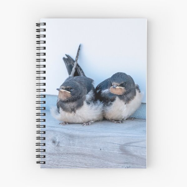 Item preview, Barn Swallow Fledglings designed and sold by ansaharju.