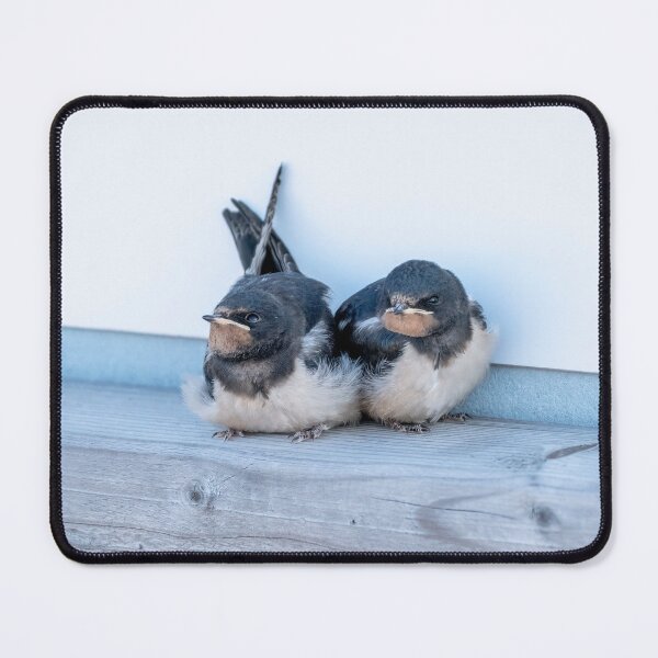 Item preview, Barn Swallow Fledglings designed and sold by ansaharju.