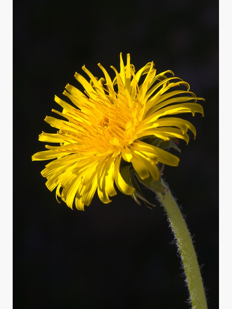 Dandelion (Taraxacum officinale) by SteveChilton