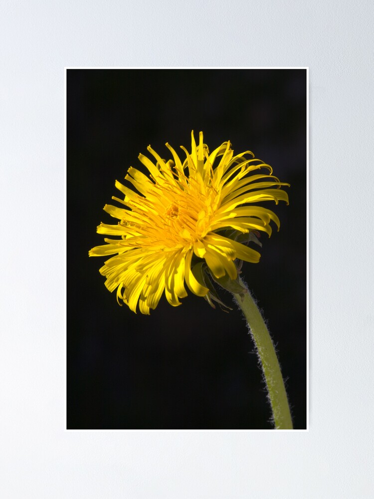 Alternate view of Dandelion (Taraxacum officinale) Poster