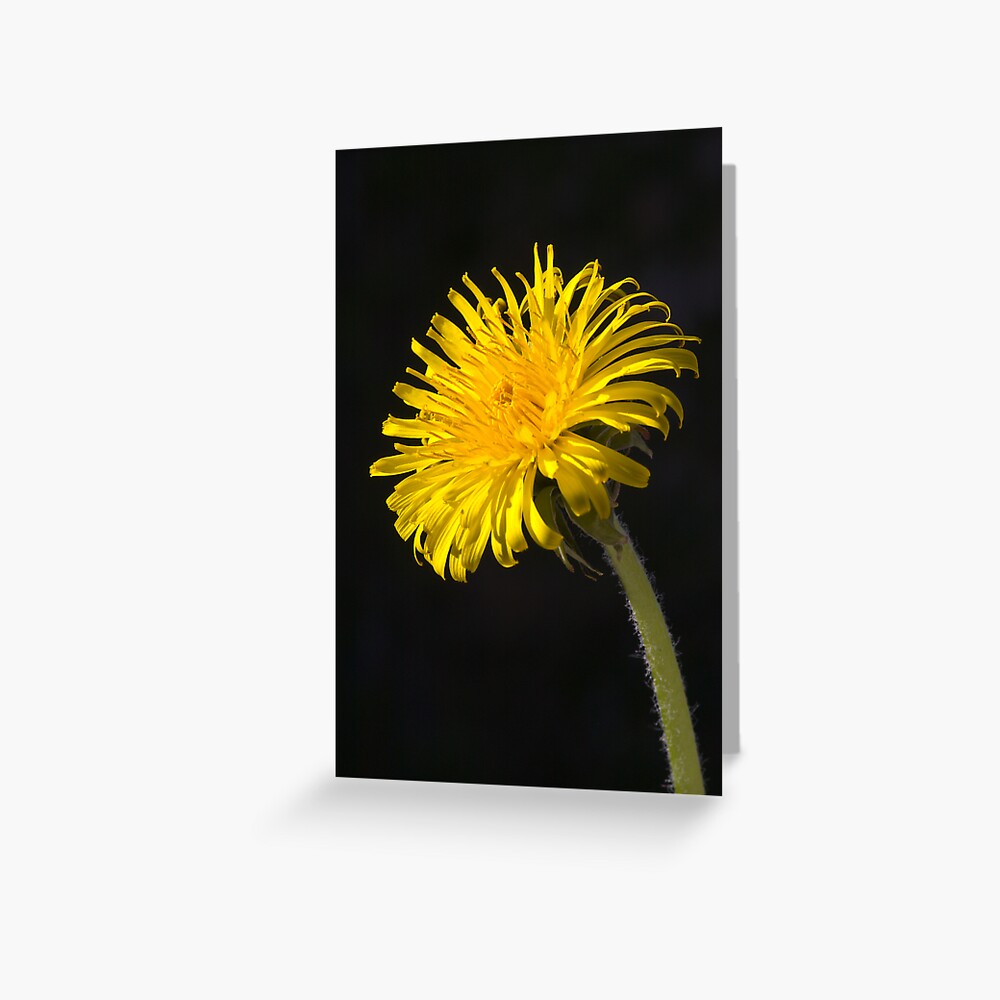 Dandelion (Taraxacum officinale) Greeting Card