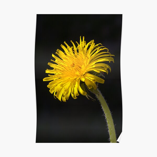 Dandelion (Taraxacum officinale) Poster