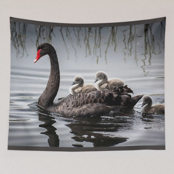 Item preview, Black swan with babies designed and sold by Photopat.