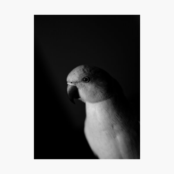 Lifting Shadows Photographic Print