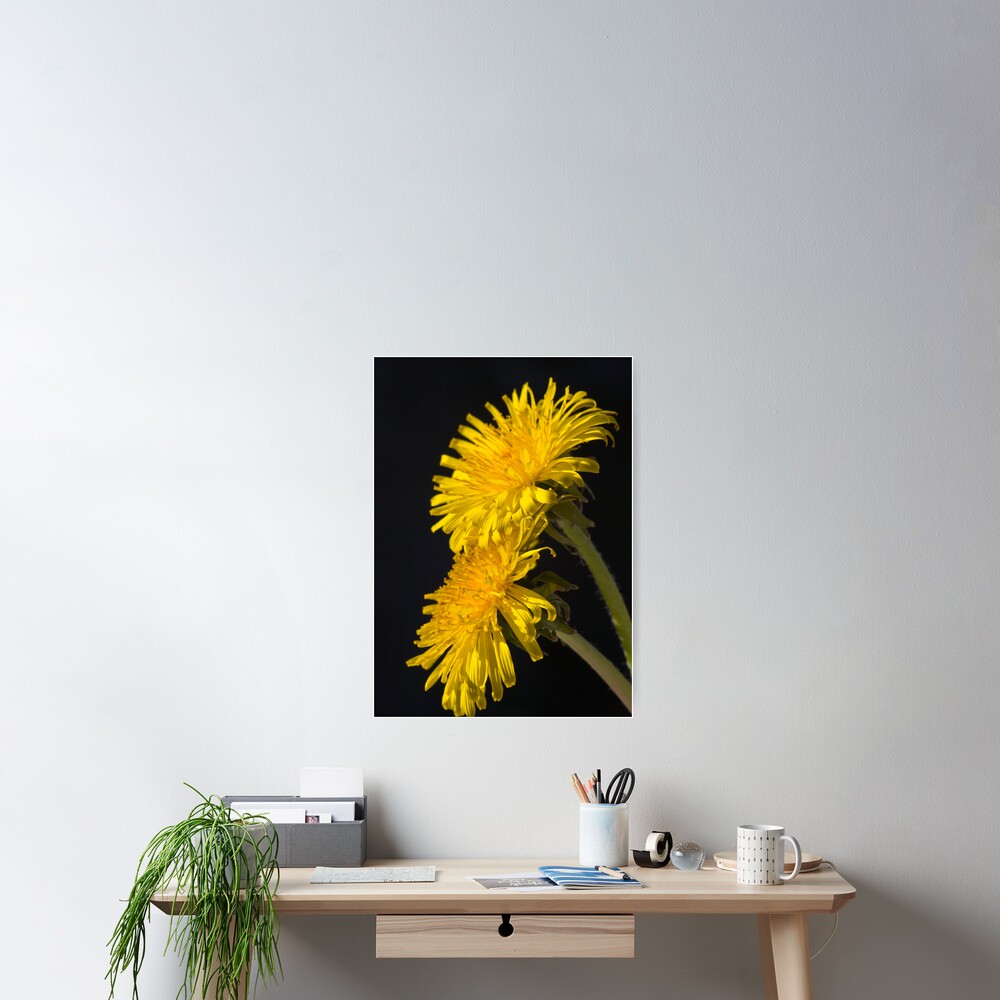 Three Dandelions (Taraxacum officinale) Poster
