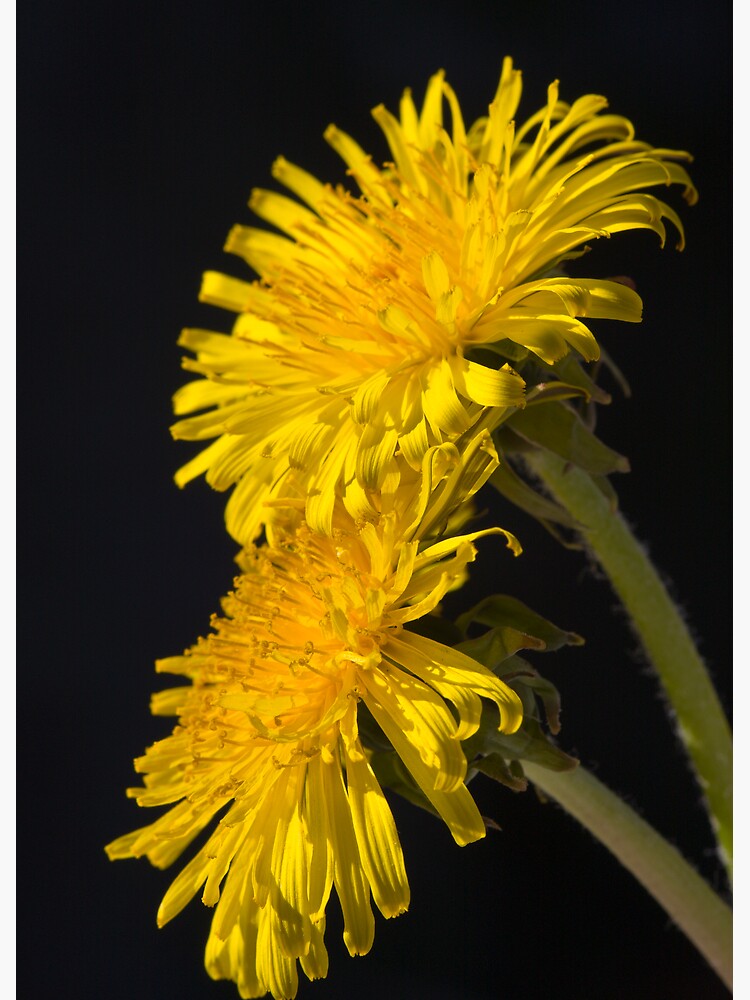 Three Dandelions (Taraxacum officinale) by SteveChilton