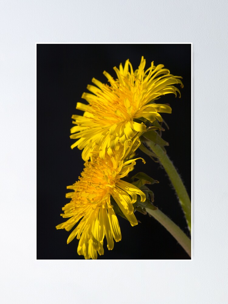 Alternate view of Three Dandelions (Taraxacum officinale) Poster