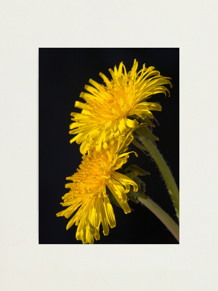 Alternate view of Three Dandelions (Taraxacum officinale) Photographic Print