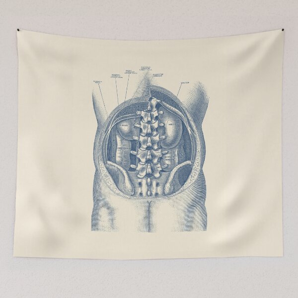 Item preview, Kidney and Colon Anatomy Diagram designed and sold by VAposters.