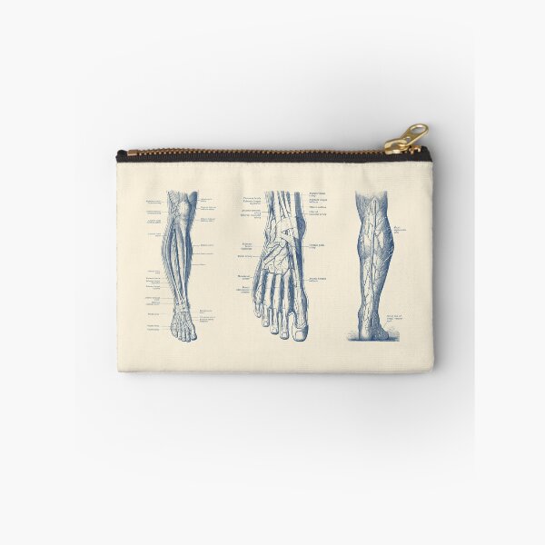 Item preview, Multi-View Leg Diagram - Human Circulatory System designed and sold by VAposters.