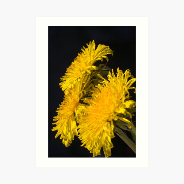 Three Dandelions (Taraxacum officinale) Art Print