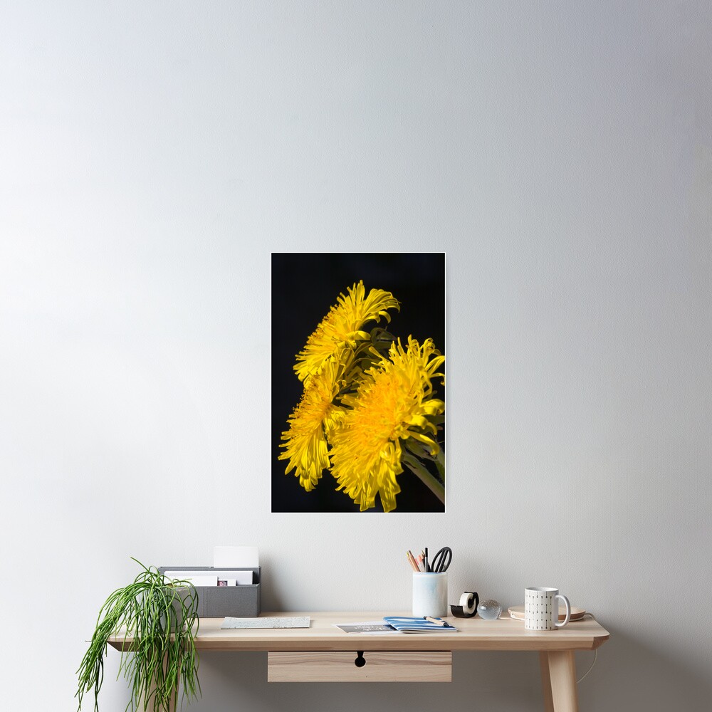 Three Dandelions (Taraxacum officinale) Poster