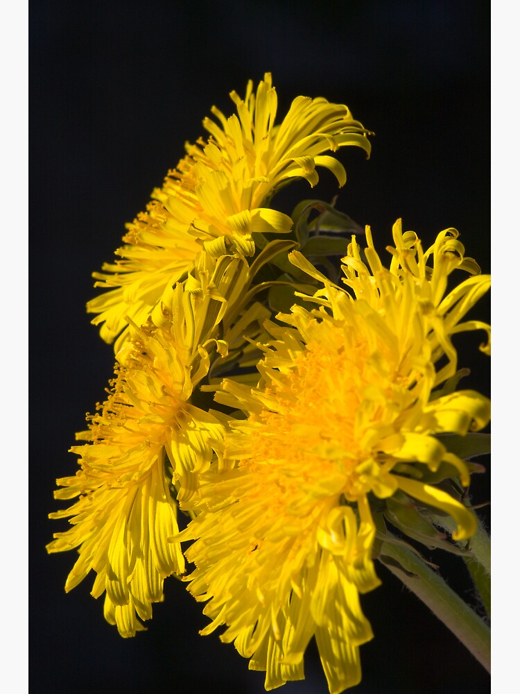 Three Dandelions (Taraxacum officinale) by SteveChilton
