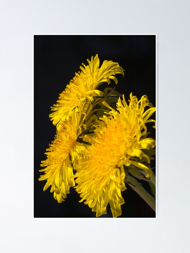 Alternate view of Three Dandelions (Taraxacum officinale) Poster