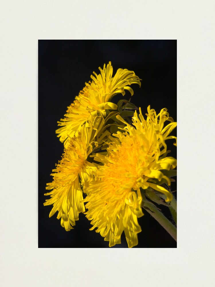 Alternate view of Three Dandelions (Taraxacum officinale) Photographic Print