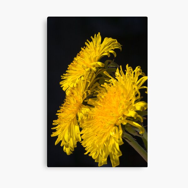 Three Dandelions (Taraxacum officinale) Canvas Print