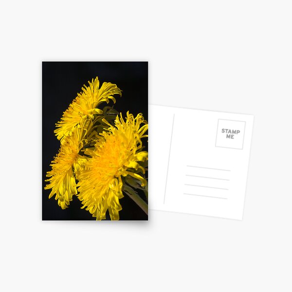 Three Dandelions (Taraxacum officinale) Postcard