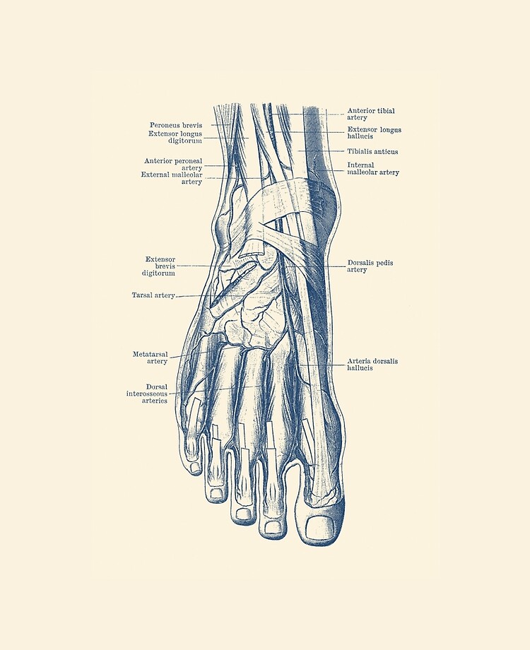 Foot Arteries Diagram : Circulatory Pathways Anatomy And Physiology Ii