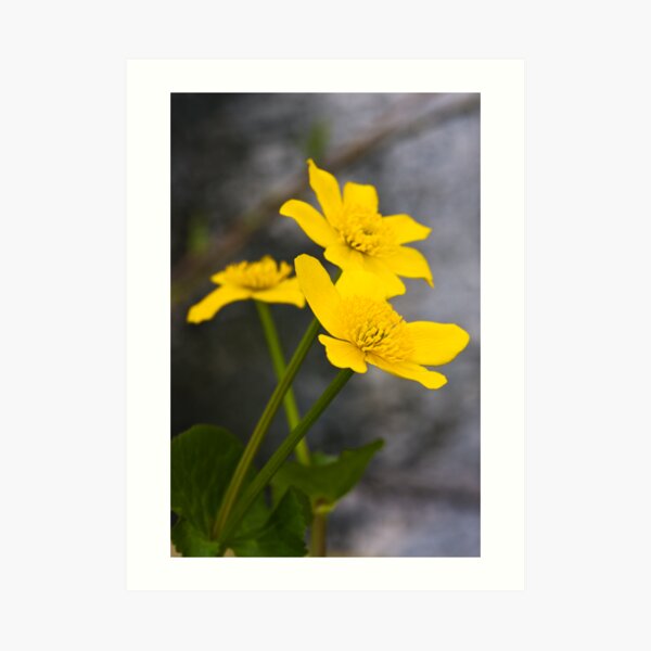 Lesser Celandine (Ranunculus ficaria) Art Print