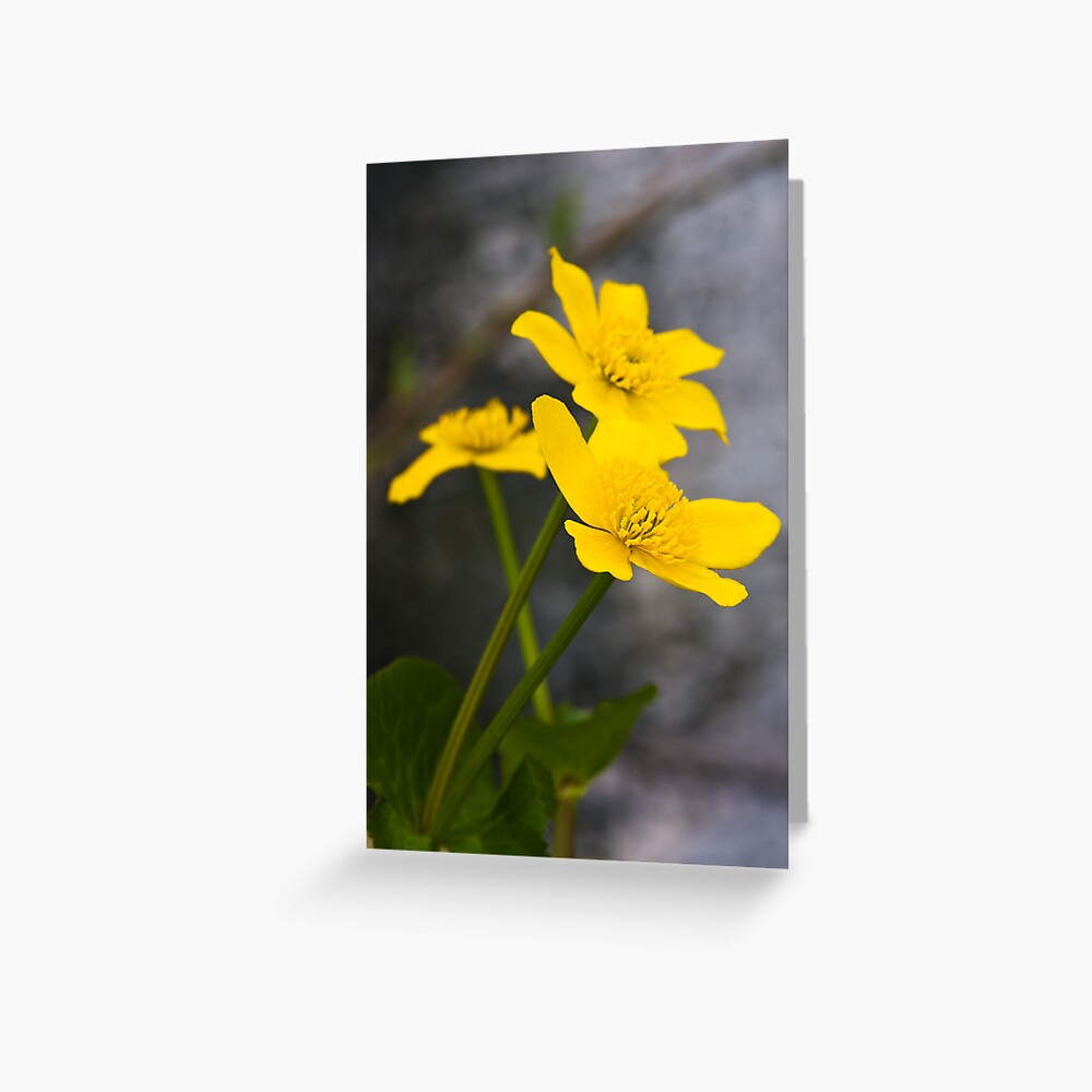 Lesser Celandine (Ranunculus ficaria) Greeting Card