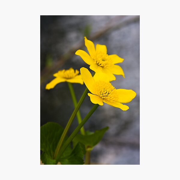Lesser Celandine (Ranunculus ficaria) Photographic Print