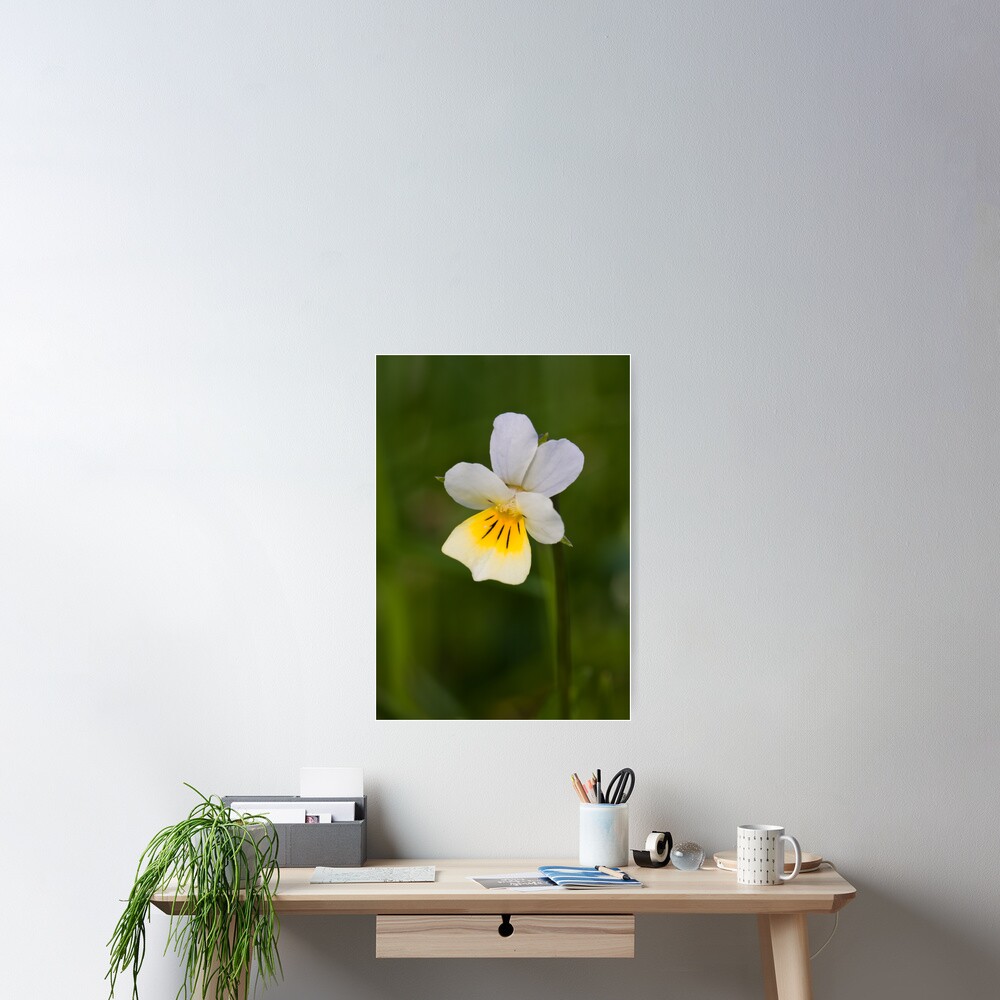 Field Pansy (Viola arvensis) Poster
