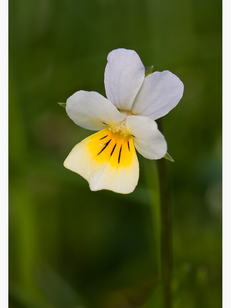 Field Pansy (Viola arvensis) by SteveChilton