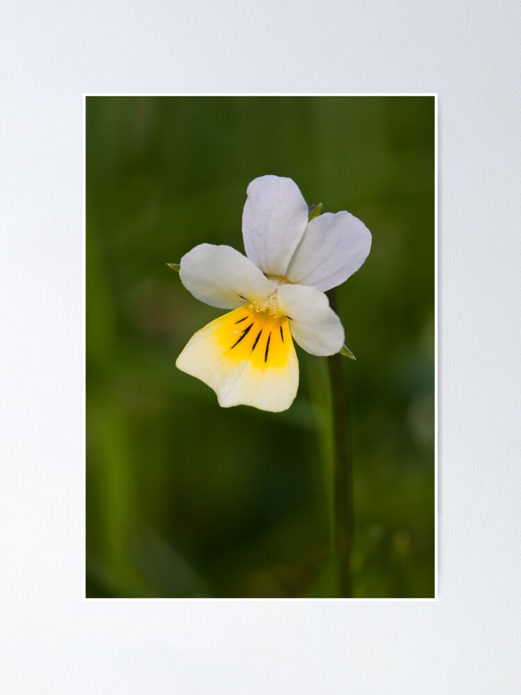 Alternate view of Field Pansy (Viola arvensis) Poster