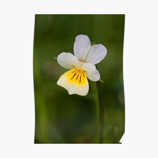 Field Pansy (Viola arvensis) Poster