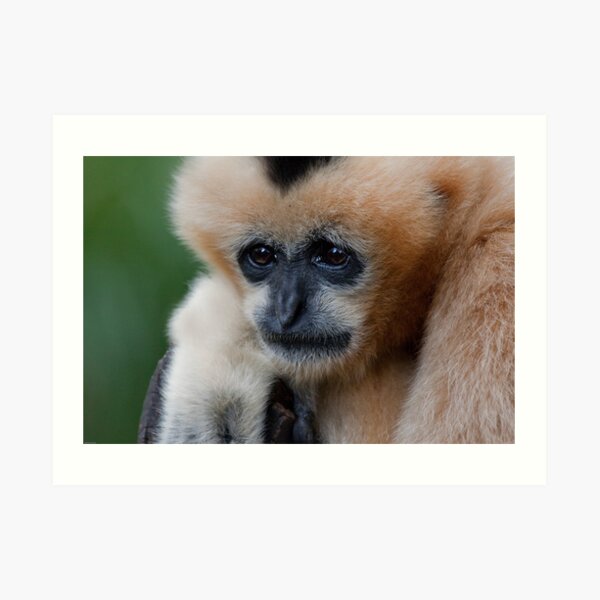 White Cheeked Gibbon Art Print