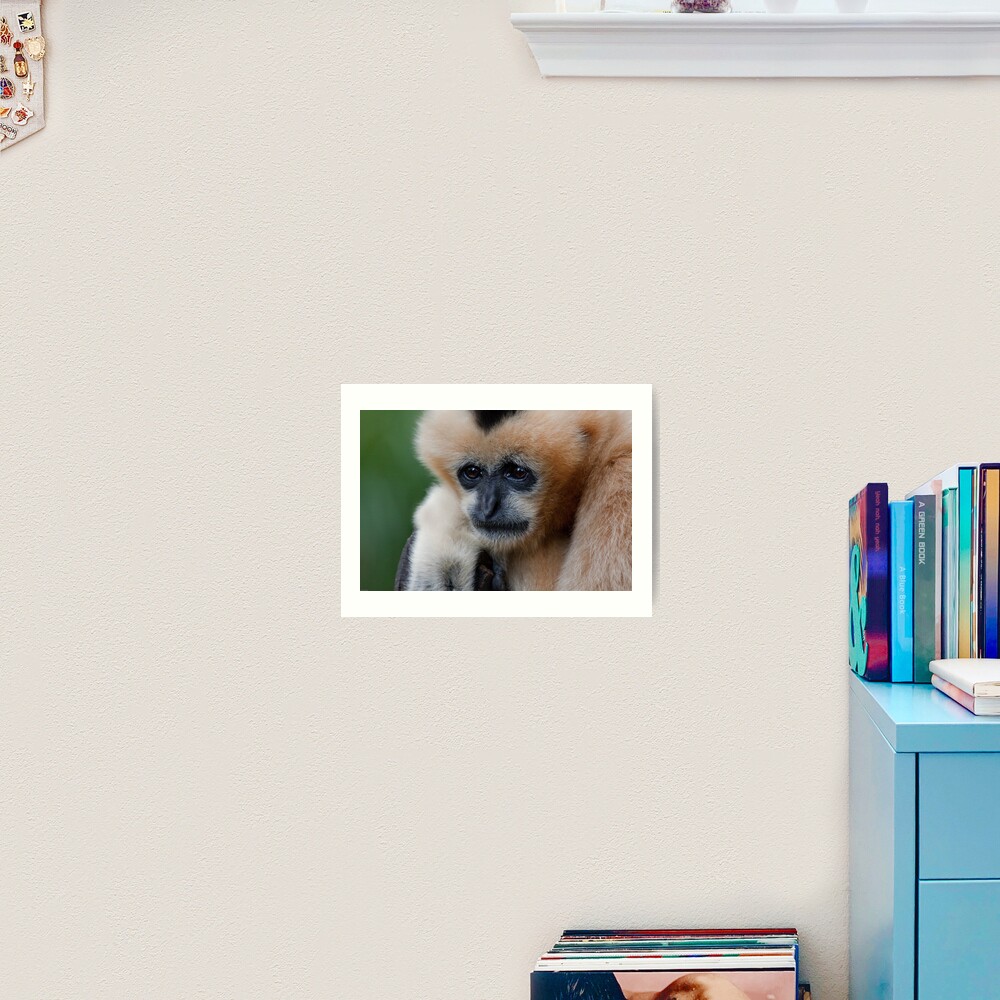 White Cheeked Gibbon Art Print
