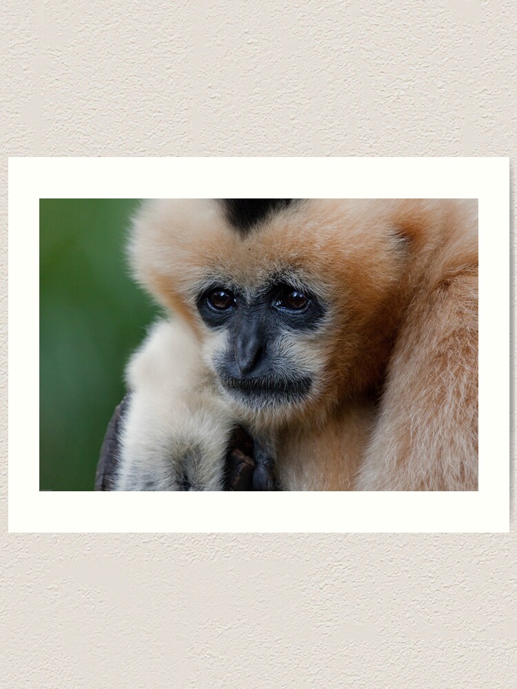 Alternate view of White Cheeked Gibbon Art Print