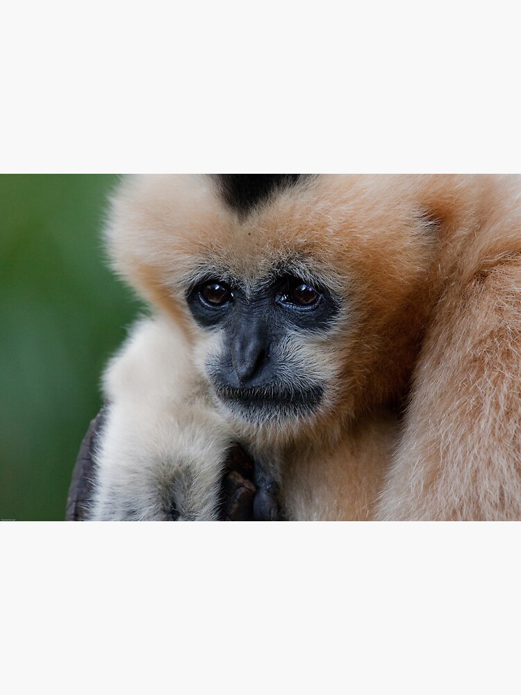 White Cheeked Gibbon by Durberville