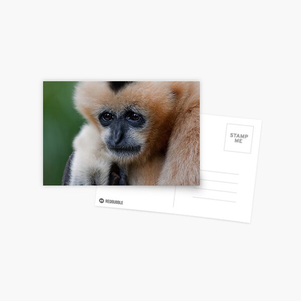 White Cheeked Gibbon Postcard