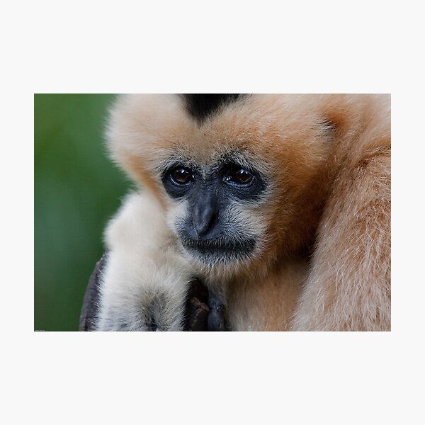 White Cheeked Gibbon Photographic Print