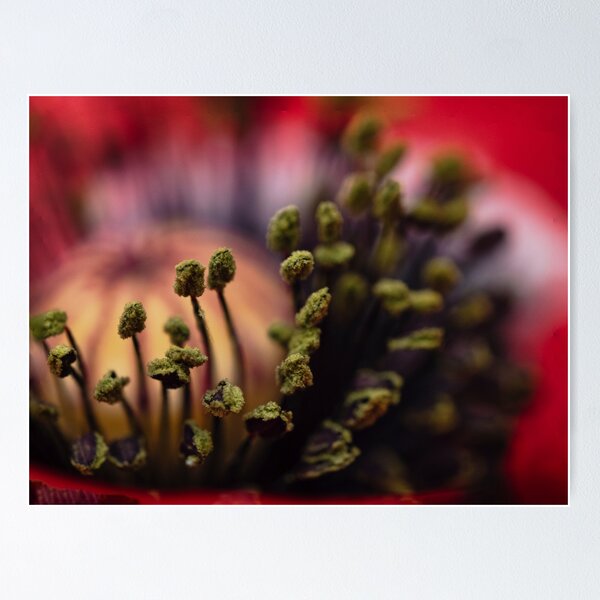 Item preview,  stamens  designed and sold by Kirstysphotographicprintshop.