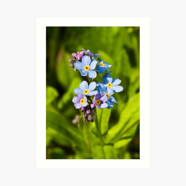 Forget-me-not Flowers (Myosotis arvensis) Art Print
